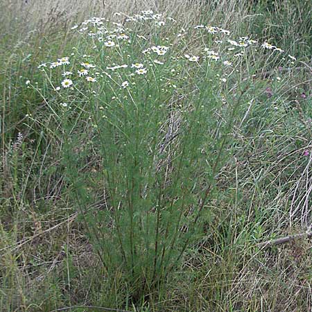 Tripleurospermum inodorum \ Geruchlose Kamille / Scentless Mayweed, D Pfalz, Landau 26.6.2006