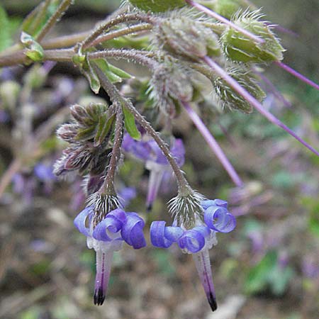 Trachystemon orientalis \ Blaubl�tiger Rauling / Oriental Borage, Abraham-Isaac-Jacob, D Botan. Gar.  Universit.  Heidelberg 17.3.2007