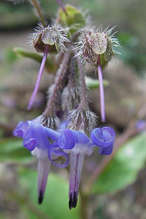 Trachystemon orientalis \ Blaubl�tiger Rauling / Oriental Borage, Abraham-Isaac-Jacob, D Botan. Gar.  Universit.  Heidelberg 17.3.2007