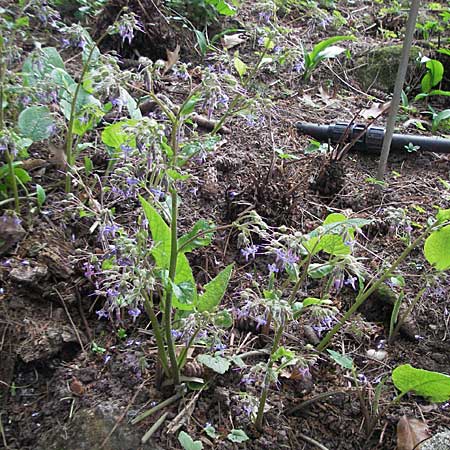Trachystemon orientalis \ Blaubl�tiger Rauling / Oriental Borage, Abraham-Isaac-Jacob, D Botan. Gar.  Universit.  Heidelberg 17.3.2007