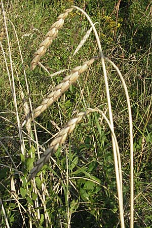 Triticum spelta \ Dinkel, Spelz / Spelt, Swabian Grain, D Hardheim 26.7.2007