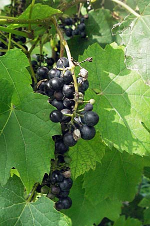 Vitis vinifera \ Weinrebe / Grape Vine, D Edingen 12.8.2007