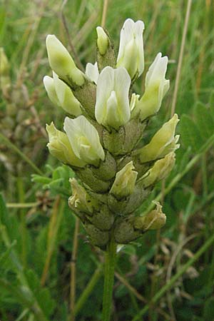 Astragalus cicer \ Kicher-Tragant / Chick-Pea Milk-Vetch, D Hardheim 7.7.2007