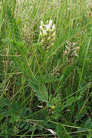Astragalus cicer \ Kicher-Tragant / Chick-Pea Milk-Vetch, D Hardheim 7.7.2007