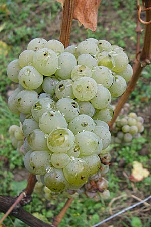 Vitis vinifera \ Weinrebe / Grape Vine, D Wachenheim 3.10.2007