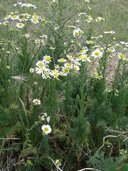 Tripleurospermum inodorum \ Geruchlose Kamille / Scentless Mayweed, D Rheinhessen, Gau-Odernheim 14.6.2008