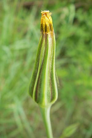 Tragopogon dubius \ Groer Bocksbart, D Germersheim 9.5.2009