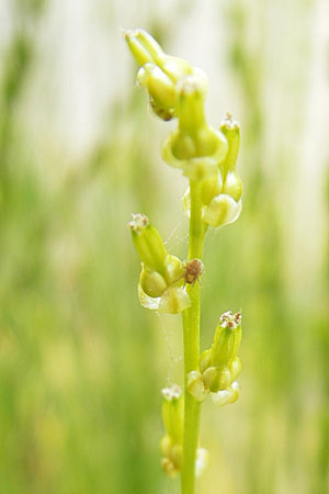 Triglochin palustris \ Sumpf-Dreizack / Marsh Arrowgrass, D Botan. Gar.  Universit.  Mainz 11.7.2009