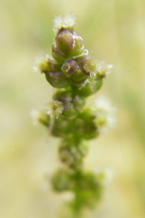 Triglochin palustris \ Sumpf-Dreizack / Marsh Arrowgrass, D Botan. Gar.  Universit.  Mainz 11.7.2009