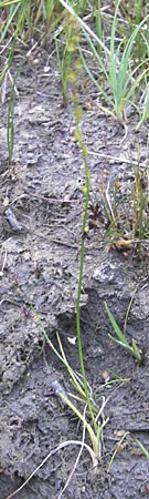 Triglochin palustris \ Sumpf-Dreizack / Marsh Arrowgrass, D Offenburg 27.7.2009