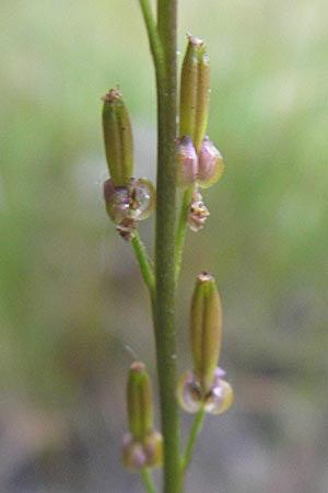 Triglochin palustris \ Sumpf-Dreizack / Marsh Arrowgrass, D Offenburg 27.7.2009