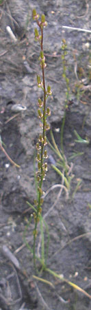 Triglochin palustris \ Sumpf-Dreizack / Marsh Arrowgrass, D Offenburg 27.7.2009
