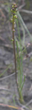 Triglochin palustris \ Sumpf-Dreizack / Marsh Arrowgrass, D Offenburg 27.7.2009