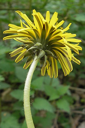 Taraxacum laticordatum ? \ Breitherzfrmiger Lwenzahn / Wide Heart-Shaped Dandelion, D Rheinhessen, Wendelsheim 29.4.2010