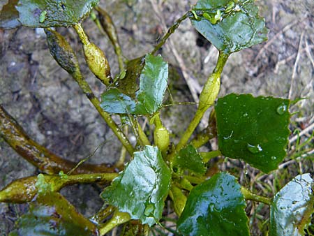Trapa natans \ Wassernuss / Water Caltrop, D Dettenheim-Russheim 11.9.2008