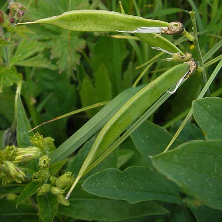 Astragalus frigidus \ Gletscher-Tragant / Pallid Milk-Vetch, D Immenstadt 21.6.2011