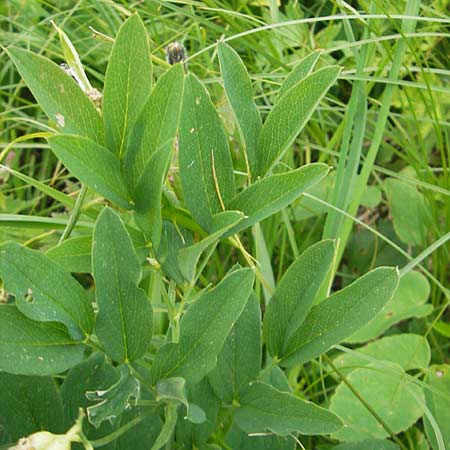 Astragalus frigidus \ Gletscher-Tragant / Pallid Milk-Vetch, D Immenstadt 21.6.2011