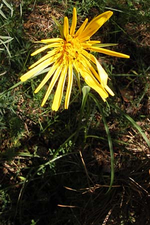 Tragopogon pratensis \ Gewhnlicher Wiesen-Bocksbart, D Mainz 30.6.2012