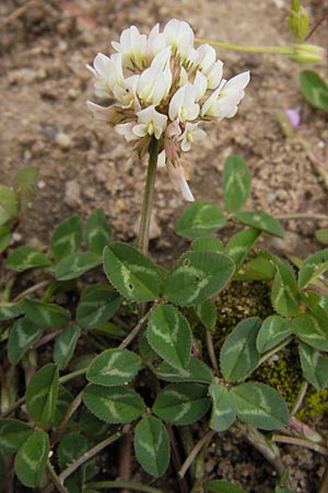 Trifolium repens \ Wei-Klee, Weiklee / White Clover, D Frankfurt Airport 15.6.2013