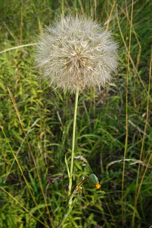 Tragopogon pratensis \ Gewhnlicher Wiesen-Bocksbart, D Ketsch 2.7.2014