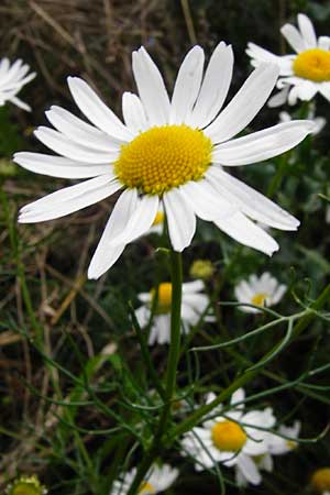 Tripleurospermum inodorum, Geruchlose Kamille Tripleurospermum inodorum, Geruchlose Kamille