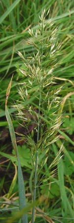 Trisetum flavescens \ Wiesen-Goldhafer / Yellow Oat Grass, D Bensheim 1.10.2014