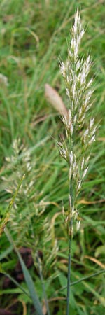 Trisetum flavescens \ Wiesen-Goldhafer / Yellow Oat Grass, D Bensheim 1.10.2014