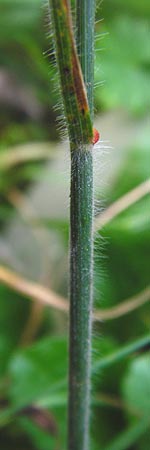 Trisetum flavescens \ Wiesen-Goldhafer / Yellow Oat Grass, D Bensheim 1.10.2014