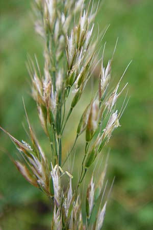Trisetum flavescens \ Wiesen-Goldhafer / Yellow Oat Grass, D Bensheim 1.10.2014