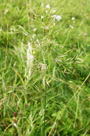 Trisetum flavescens \ Wiesen-Goldhafer / Yellow Oat Grass, D Bensheim 1.10.2014