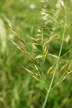 Trisetum flavescens \ Wiesen-Goldhafer / Yellow Oat Grass, D Bensheim 1.10.2014