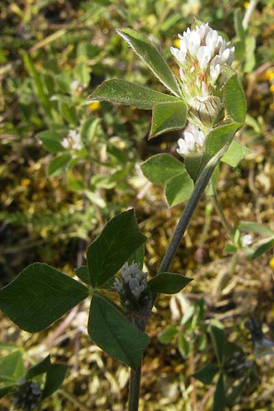 Trifolium striatum \ Gestreifter Klee / Knotted Clover, D Idar-Oberstein 26.5.2012