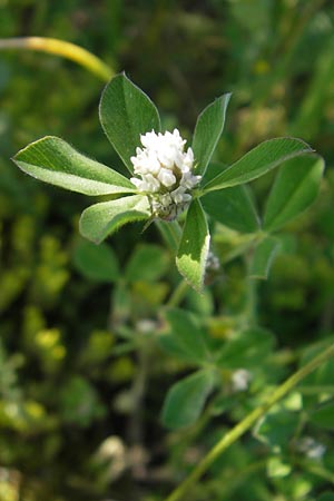 Trifolium striatum \ Gestreifter Klee / Knotted Clover, D Idar-Oberstein 26.5.2012