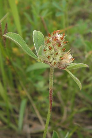 Trifolium striatum \ Gestreifter Klee / Knotted Clover, D Frankfurt Airport 15.6.2013