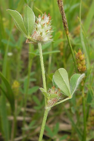 Trifolium striatum \ Gestreifter Klee / Knotted Clover, D Frankfurt Airport 15.6.2013