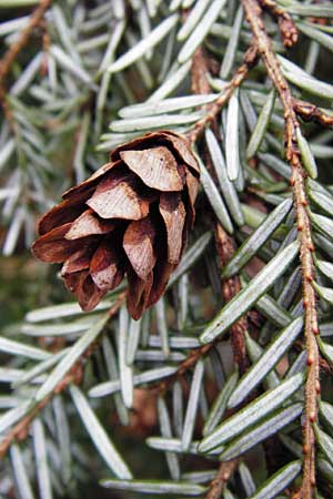 Tsuga heterophylla \ Westamerikanische Schierlings-Tanne, Westliche Hemlock-Tanne / Western Hemlock Fir, D Heidelberg 15.3.2014