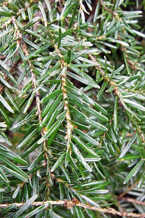 Tsuga heterophylla \ Westamerikanische Schierlings-Tanne, Westliche Hemlock-Tanne / Western Hemlock Fir, D Heidelberg 15.3.2014