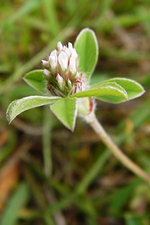 Trifolium striatum \ Gestreifter Klee / Knotted Clover, D Wetzlar 24.5.2014