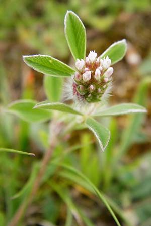 Trifolium striatum \ Gestreifter Klee / Knotted Clover, D Wetzlar 24.5.2014