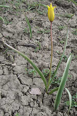Tulipa sylvestris subsp. sylvestris \ Wild-Tulpe / Wild Tulip, D Rheinhessen, Gau-Odernheim 13.4.2008