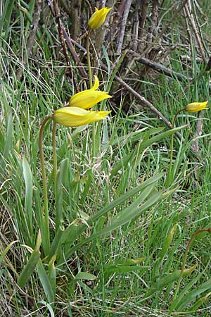 Tulipa sylvestris subsp. sylvestris \ Wild-Tulpe / Wild Tulip, D Rheinhessen, Gau-Odernheim 13.4.2008