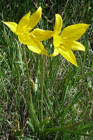 Tulipa sylvestris subsp. sylvestris \ Wild-Tulpe / Wild Tulip, D Rheinhessen, Gau-Odernheim 20.4.2008