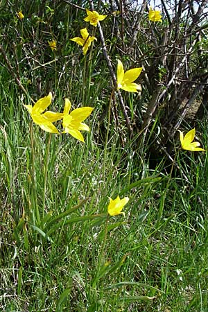Tulipa sylvestris subsp. sylvestris \ Wild-Tulpe / Wild Tulip, D Rheinhessen, Gau-Odernheim 20.4.2008