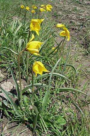 Tulipa sylvestris subsp. sylvestris \ Wild-Tulpe / Wild Tulip, D Rheinhessen, Gau-Odernheim 20.4.2008