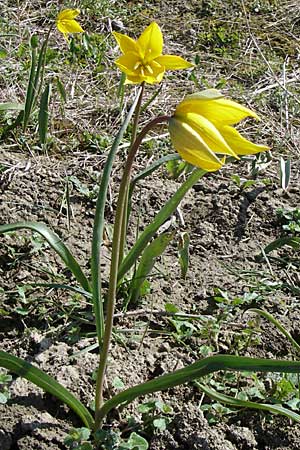 Tulipa sylvestris subsp. sylvestris \ Wild-Tulpe / Wild Tulip, D Rheinhessen, Gau-Odernheim 20.4.2008