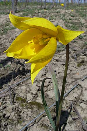 Tulipa sylvestris subsp. sylvestris \ Wild-Tulpe / Wild Tulip, D Rheinhessen, Gau-Odernheim 20.4.2008