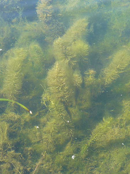 Hippuris vulgaris \ Tannenwedel / Mare's Tail, D Römerberg 5.9.2009