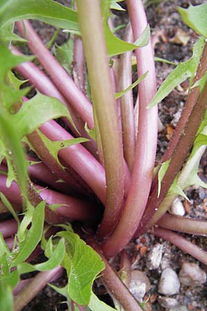 Taraxacum sublongisquamum ? \ L&auml;nglichschuppiger L�wenzahn / Longish-Flaky Dandelion, D Mannheim 1.5.2013