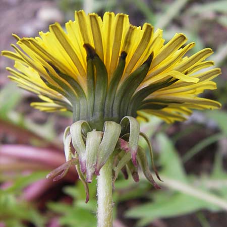 Taraxacum sublongisquamum ? \ L&auml;nglichschuppiger L�wenzahn / Longish-Flaky Dandelion, D Mannheim 1.5.2013