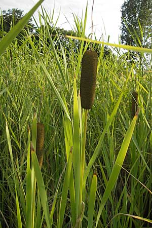 Typha latifolia \ Breitblttriger Rohrkolben / Greater Bulrush, Cattail, D Hassloch 9.7.2009
